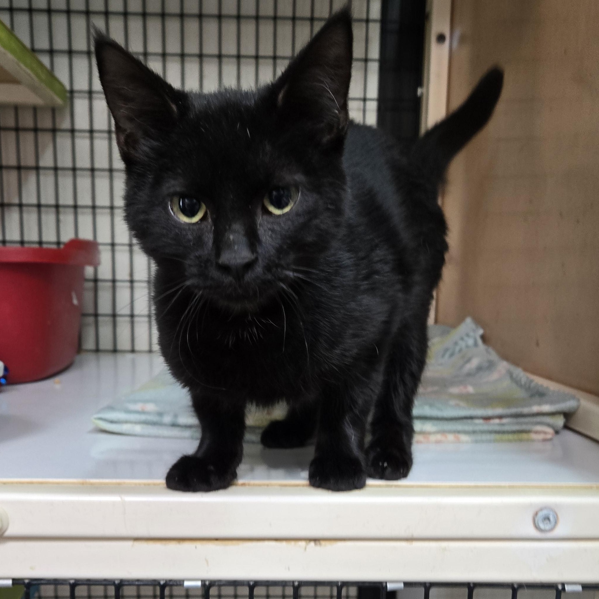 Archie McPhee, ADOPTABLE, Young Male Domestic Short Hair.