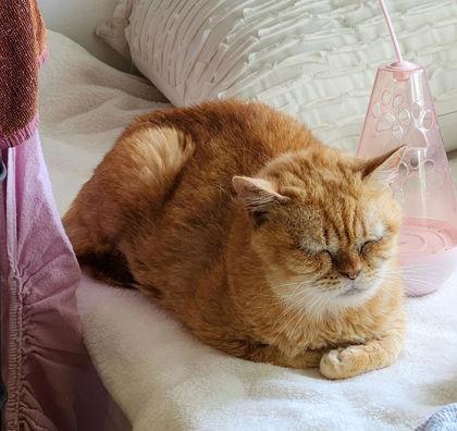 Luna Trix (FIV), Adoptable, Adult Female Domestic Short Hair.