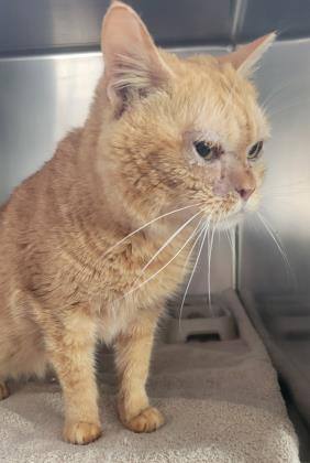 Luna Trix (FIV), Adoptable, Adult Female Domestic Short Hair.