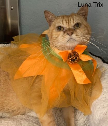 Enlarge Luna Trix (FIV), a Adoptable mixed breed in Annapolis, MD image 4/4