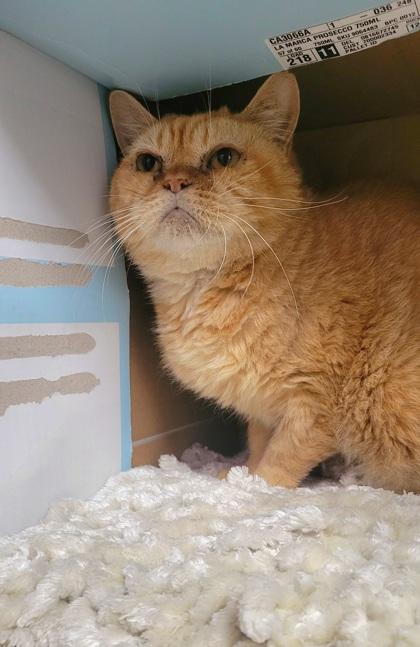 Luna Trix (FIV) — thumbnail 4