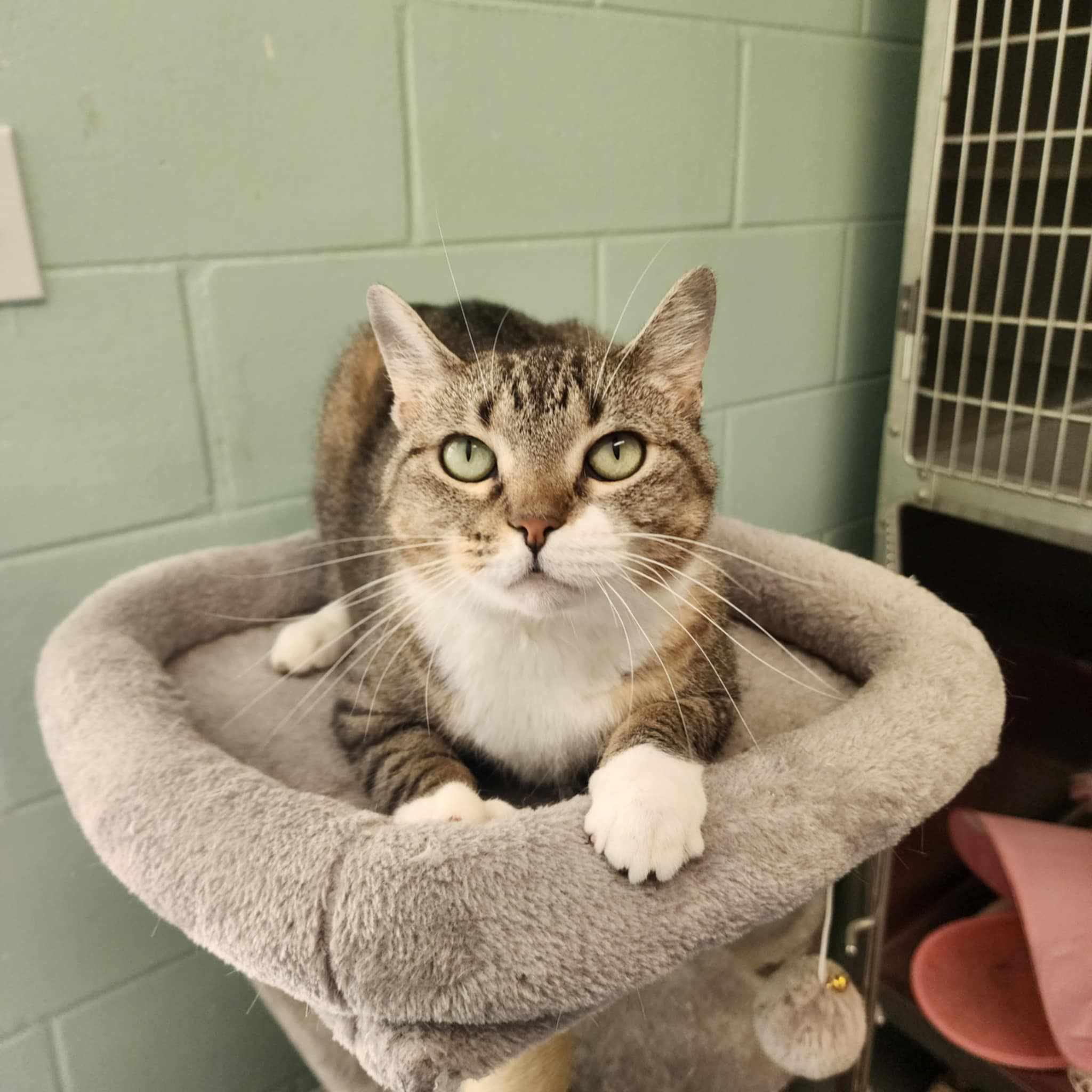 Rosie, Adoptable, Adult Female Domestic Short Hair.