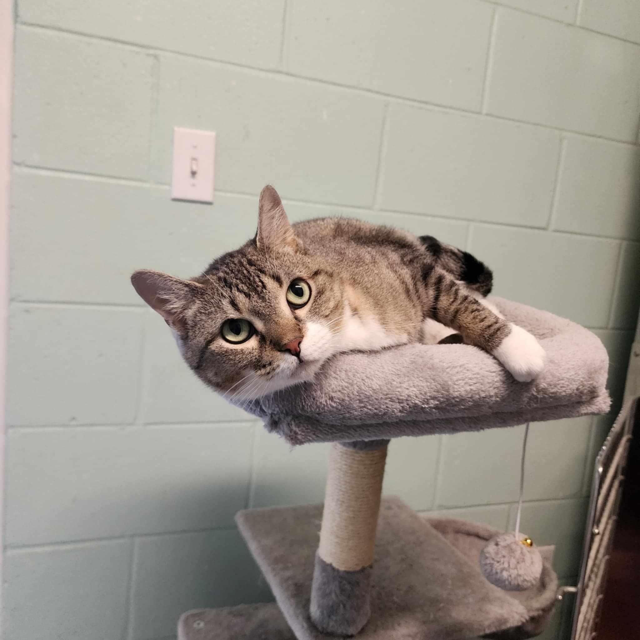 Rosie, a Adoptable Domestic Short Hair in Umatilla, FL image 3/4