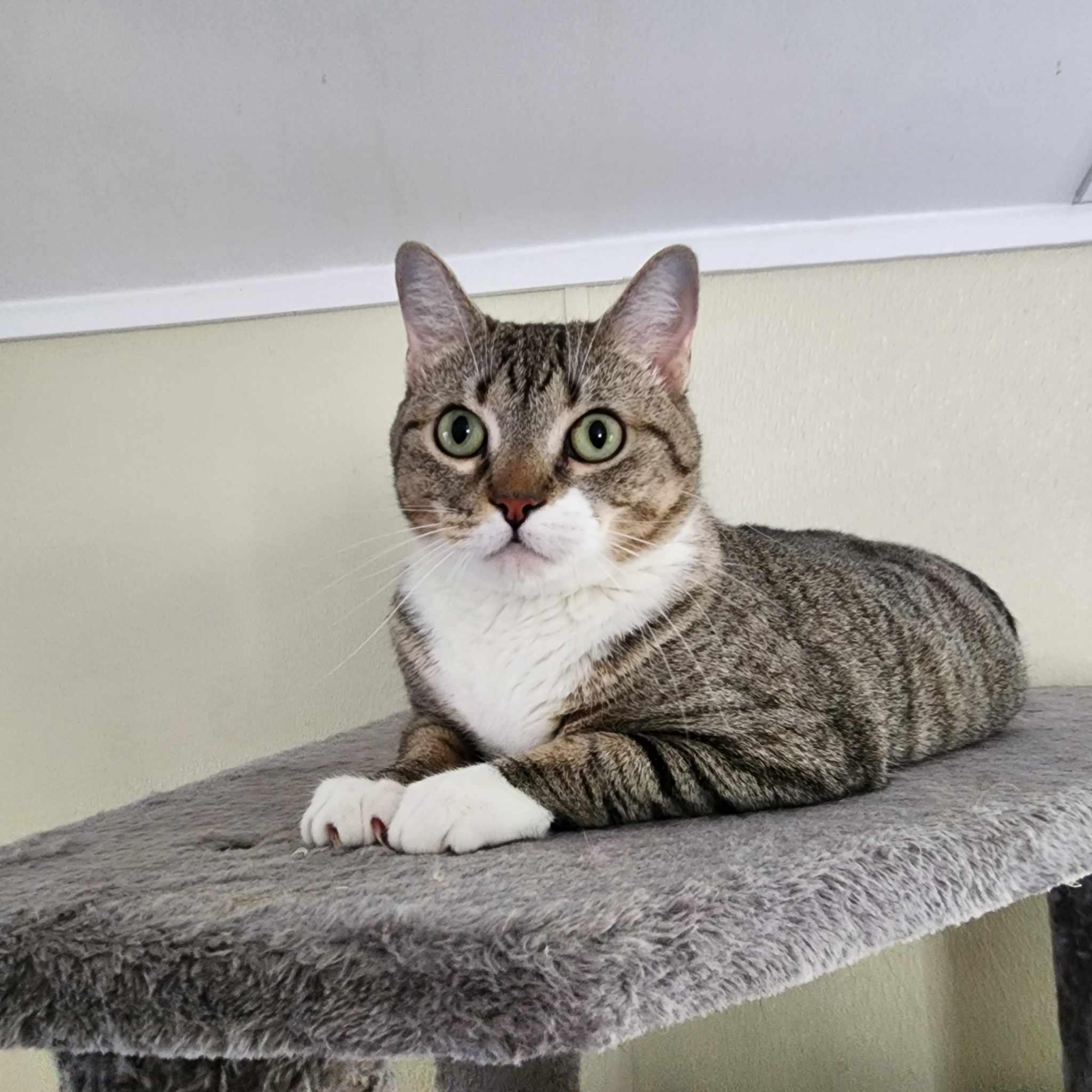 Rosie, a Adoptable Domestic Short Hair in Umatilla, FL image 4/4