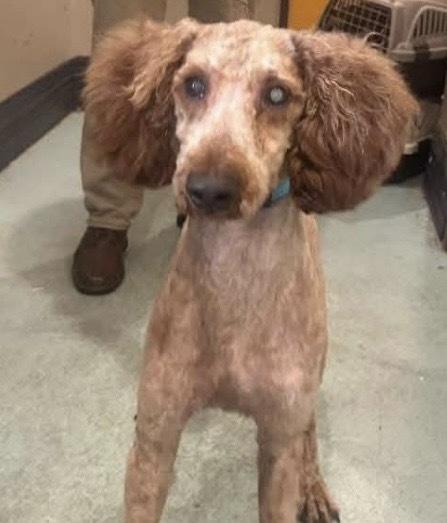 Stevie, Adoptable, Adult Male Poodle.