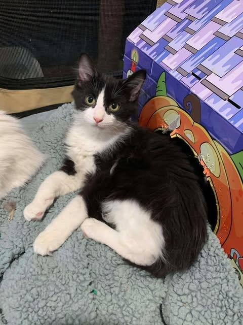 Alistair, Adopted, Young Male Domestic Long Hair.