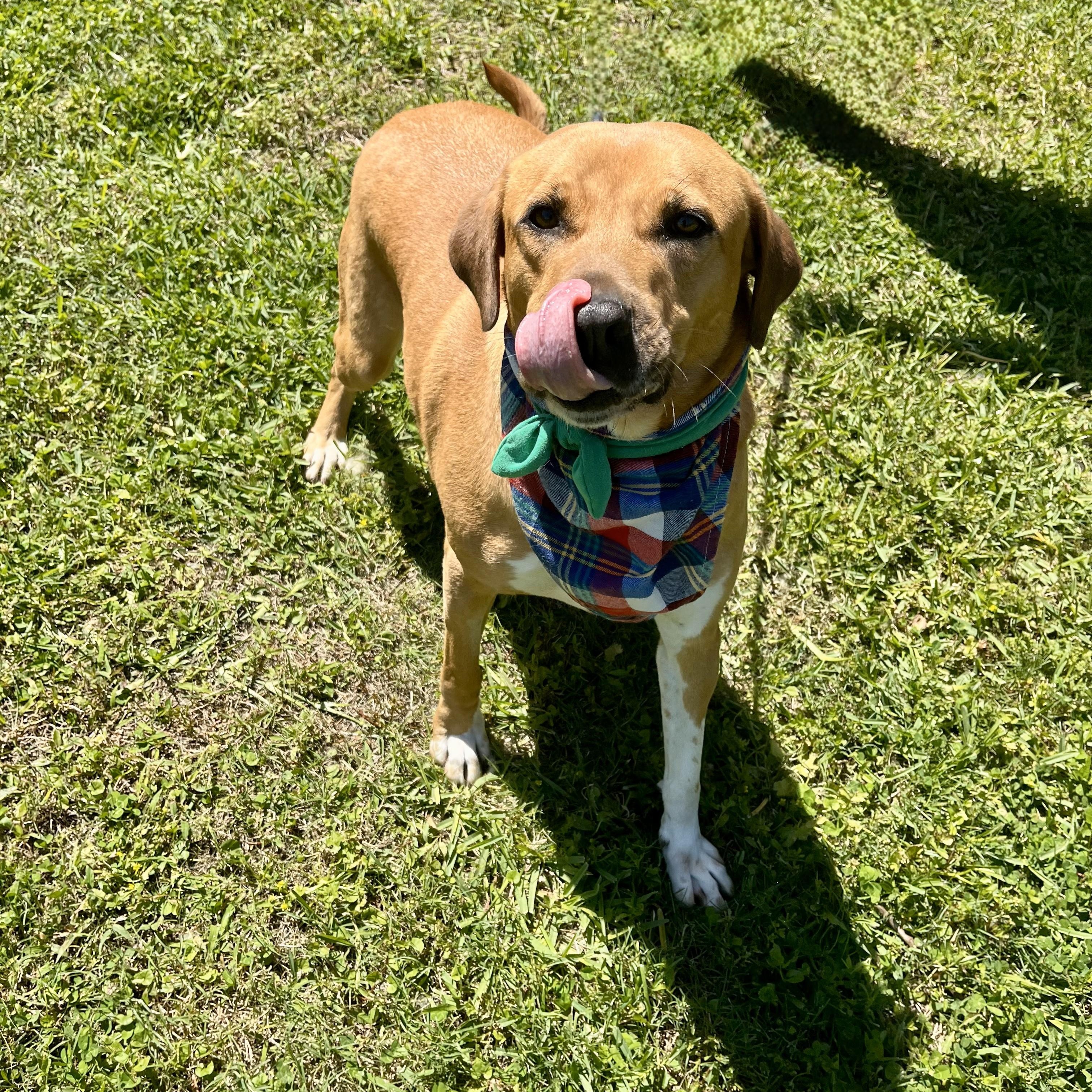 Buddy Holly — thumbnail 5