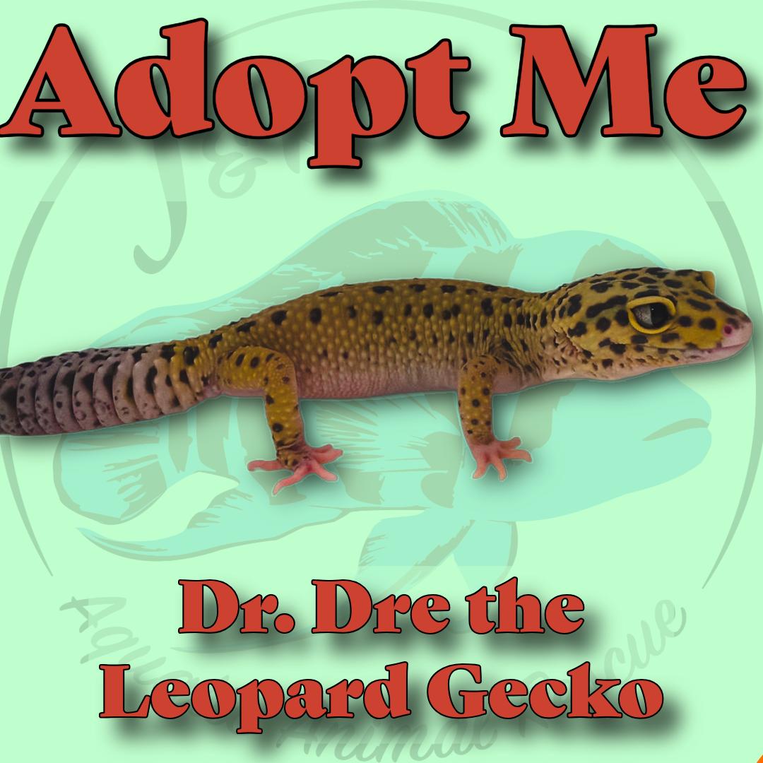 Enlarge Dr. Dre the Leopard Geco, a Adoptable Gecko in Neenah, WI image 1/1
