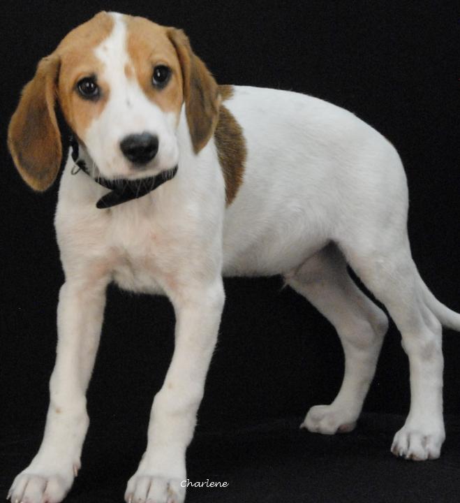 Enlarge Bogtrotter, a Adoptable mixed breed in Newland, NC image 1/2