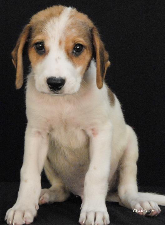 Enlarge Bogtrotter, a Adoptable mixed breed in Newland, NC image 2/2