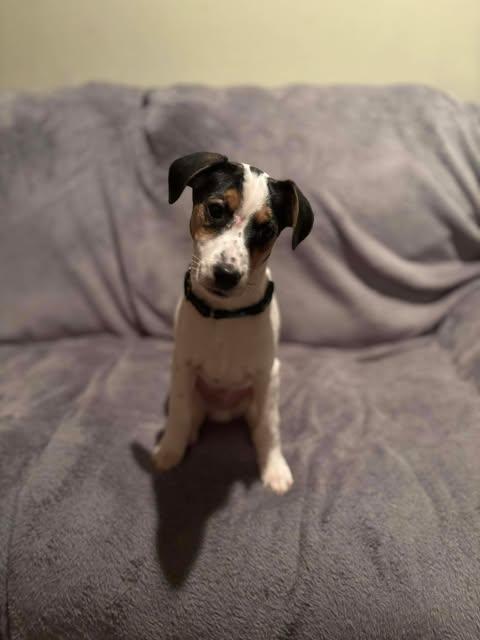 Frasier, ADOPTABLE, Puppy Male Jack Russell Terrier.