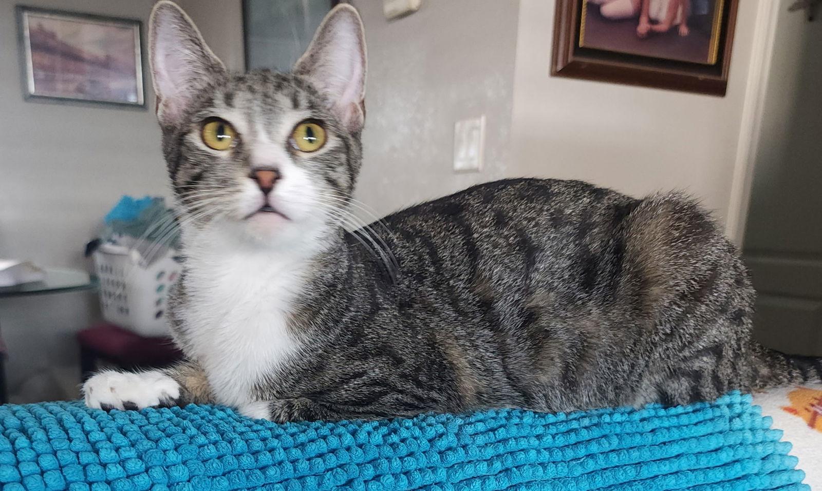 Maidu, Adopted, Young Female Domestic Short Hair.