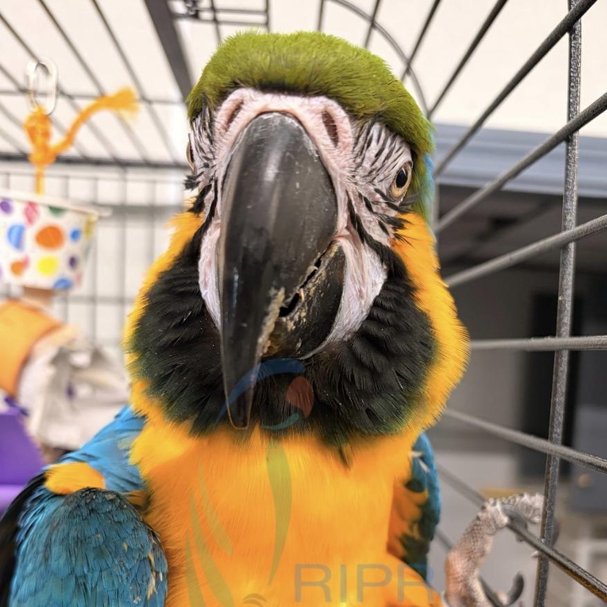 Enlarge Forest, a ADOPTABLE Macaw in Warwick, RI image 2/4