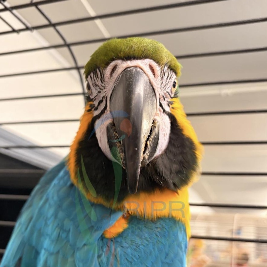 Enlarge Forest, a ADOPTABLE Macaw in Warwick, RI image 4/4