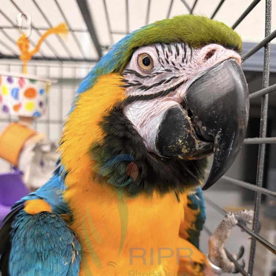 Enlarge Forest, a ADOPTABLE Macaw in Warwick, RI image 1/4