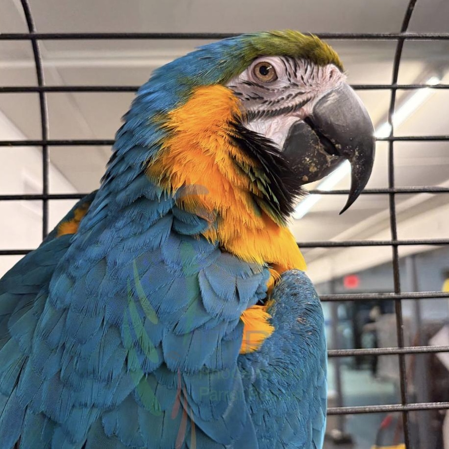 Enlarge Forest, a ADOPTABLE Macaw in Warwick, RI image 3/4