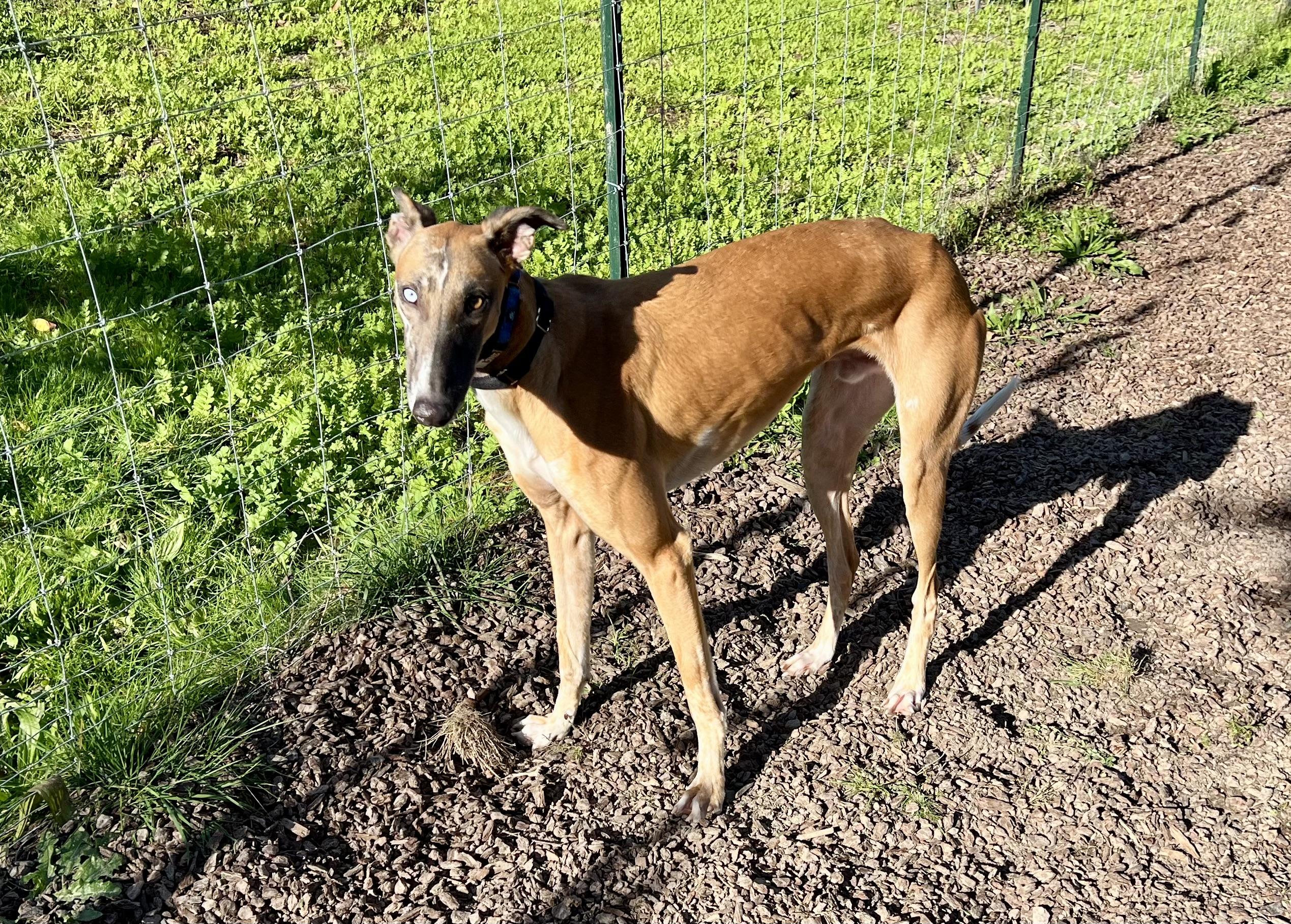 Kenzo, Adoptable, Adult Male Greyhound.