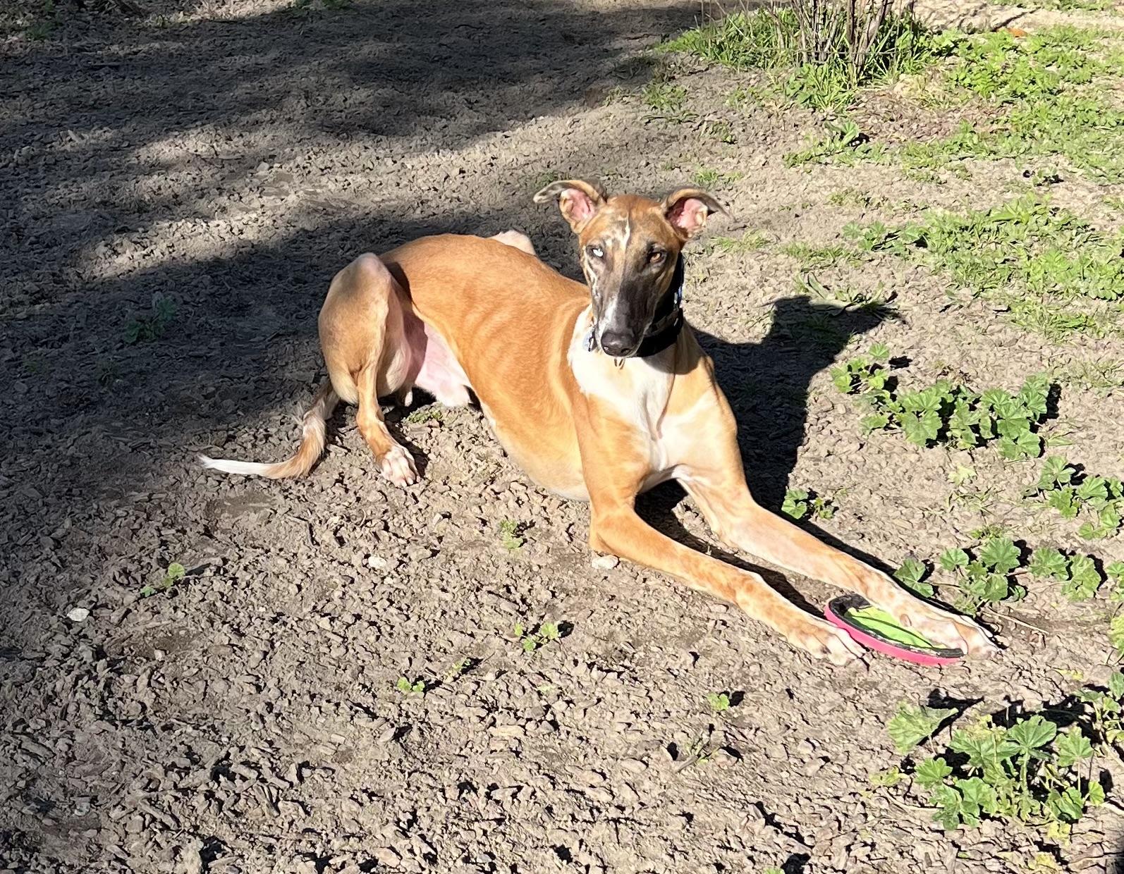 Kenzo, a Adoptable mixed breed in Santa Rosa, CA image 2/3