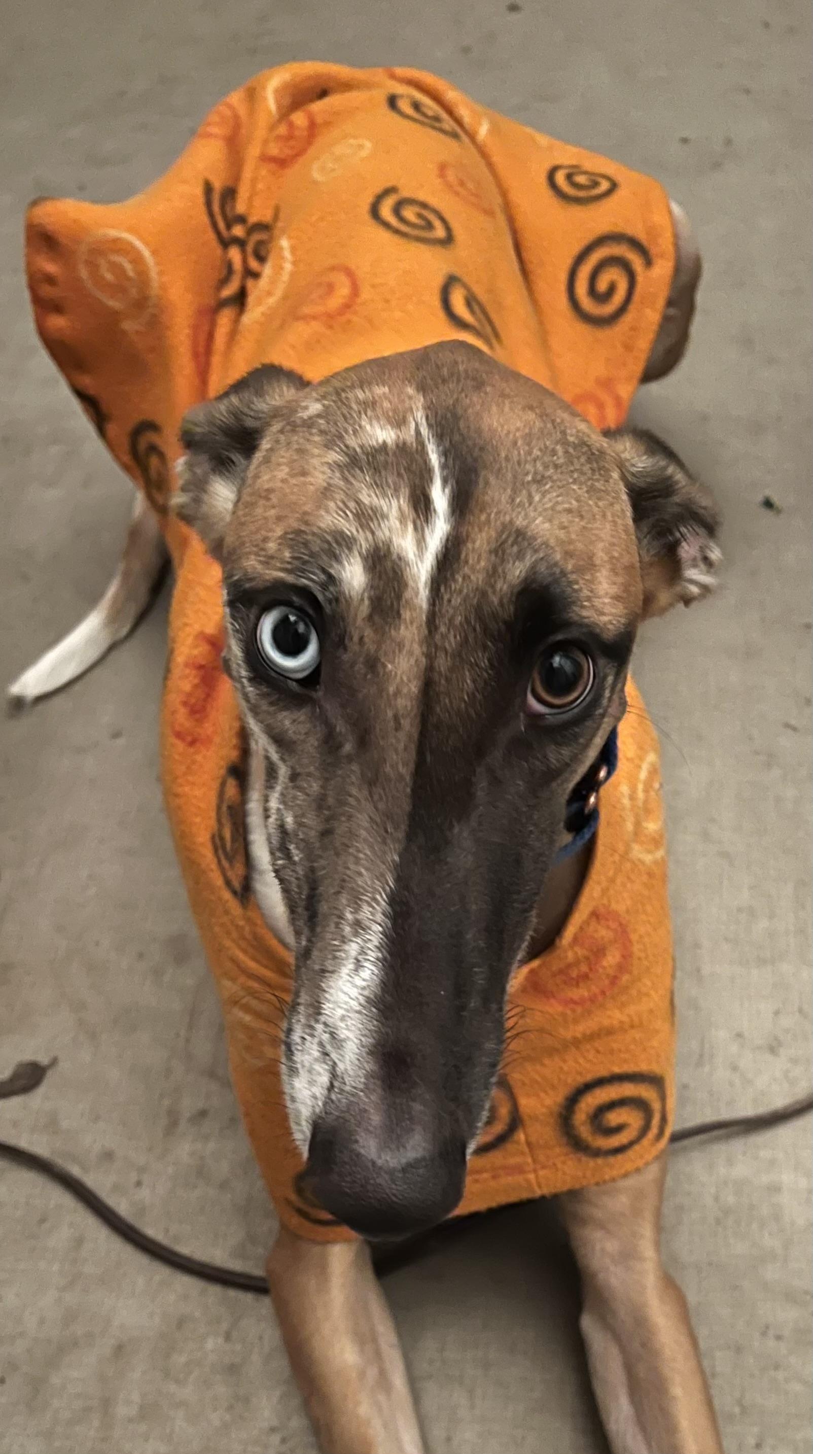 Kenzo, a Adoptable mixed breed in Santa Rosa, CA image 3/3