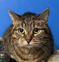 Trixie, Adoptable, Adult Female Domestic Short Hair.
