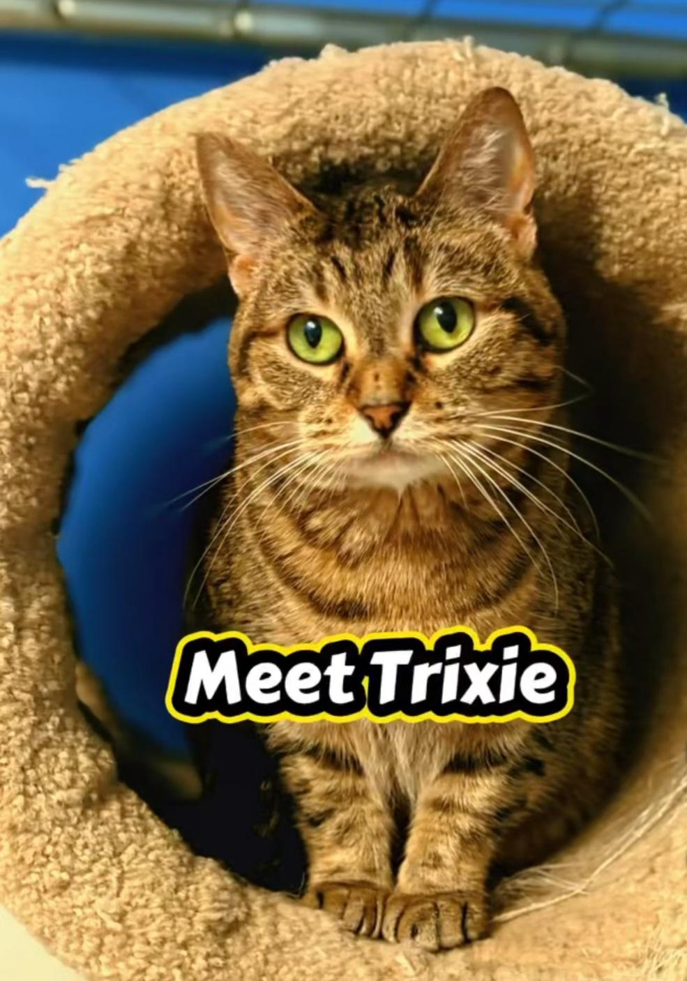 Enlarge Trixie, a Adoptable mixed breed in Monticello, IL image 1/3