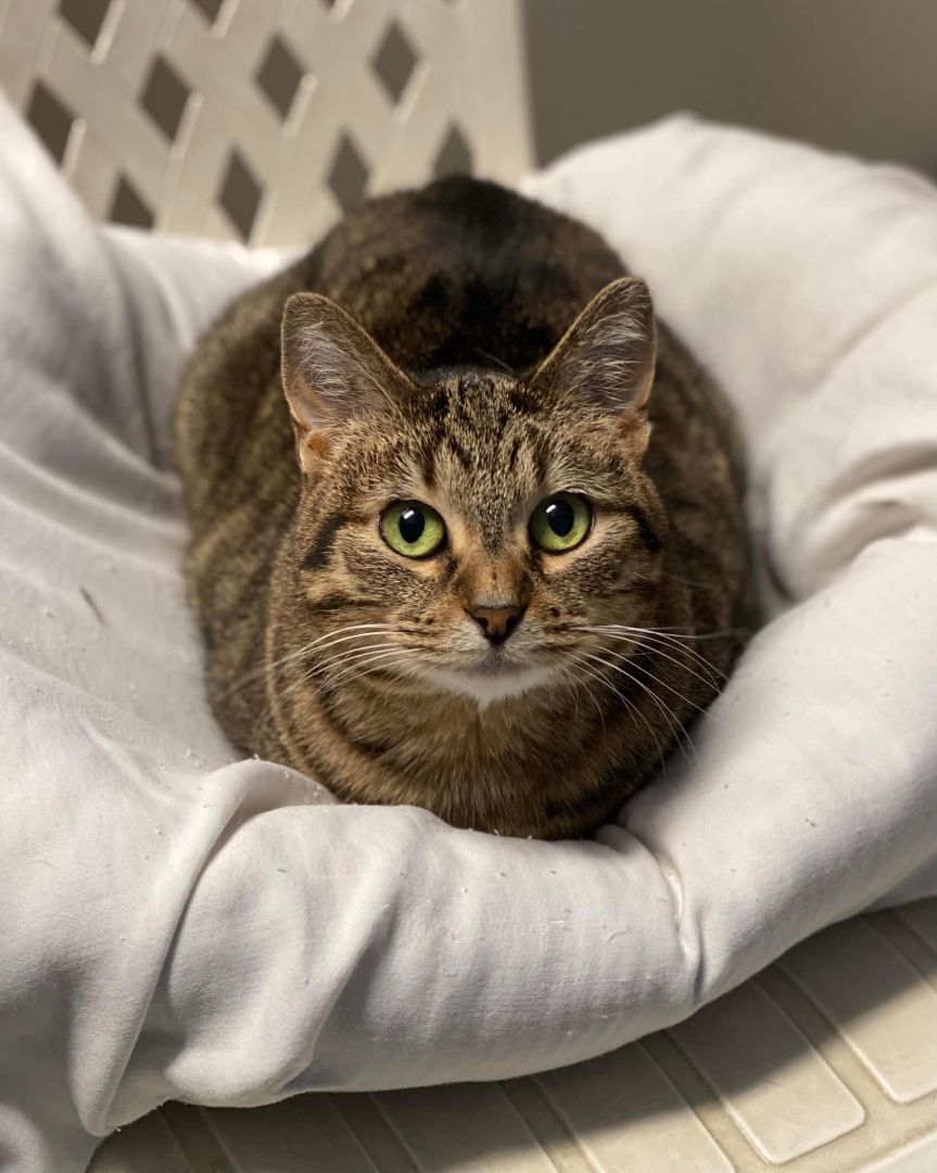 Trixie, a Adoptable mixed breed in Monticello, IL image 2/3