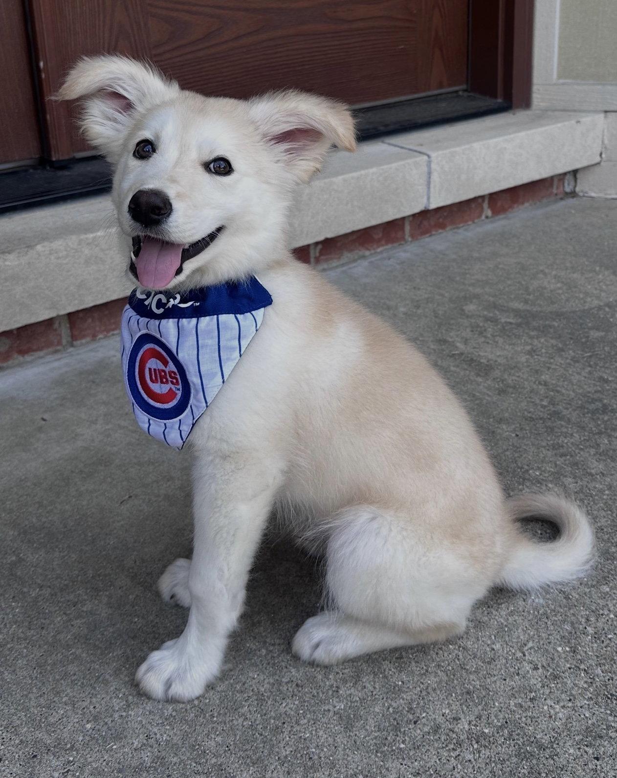 Bluegill, a Adoptable mixed breed in Hillside, IL image 1/3