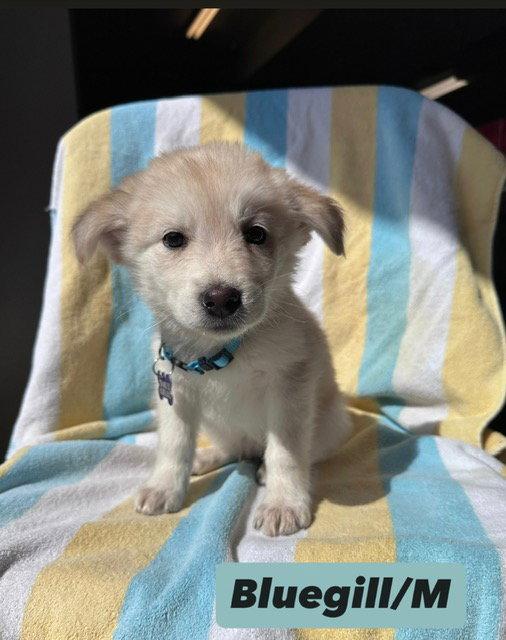 Bluegill, Adoptable, Puppy Male Shepherd & Great Pyrenees.