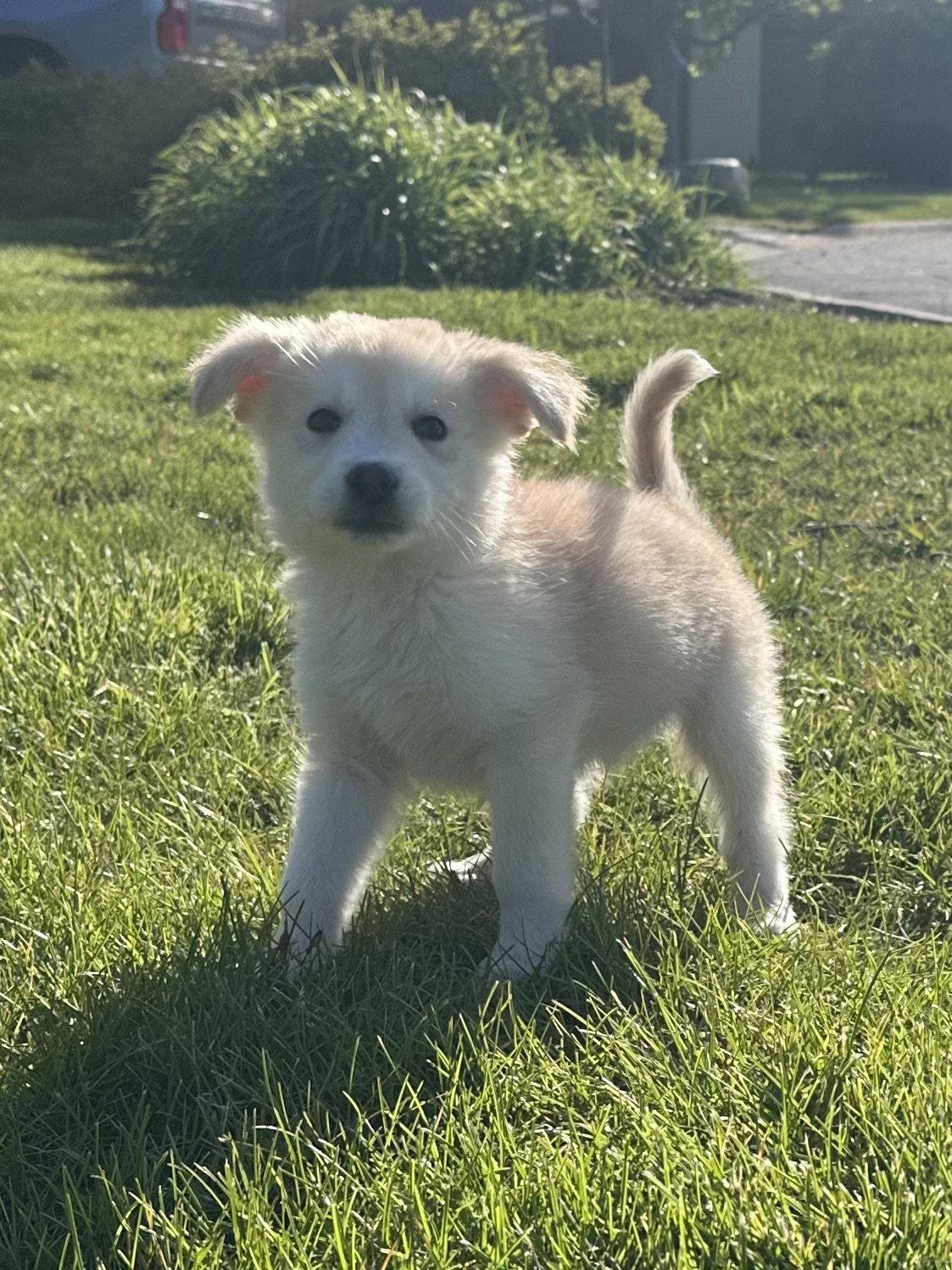 Bluegill, a Adoptable mixed breed in Hillside, IL image 2/3