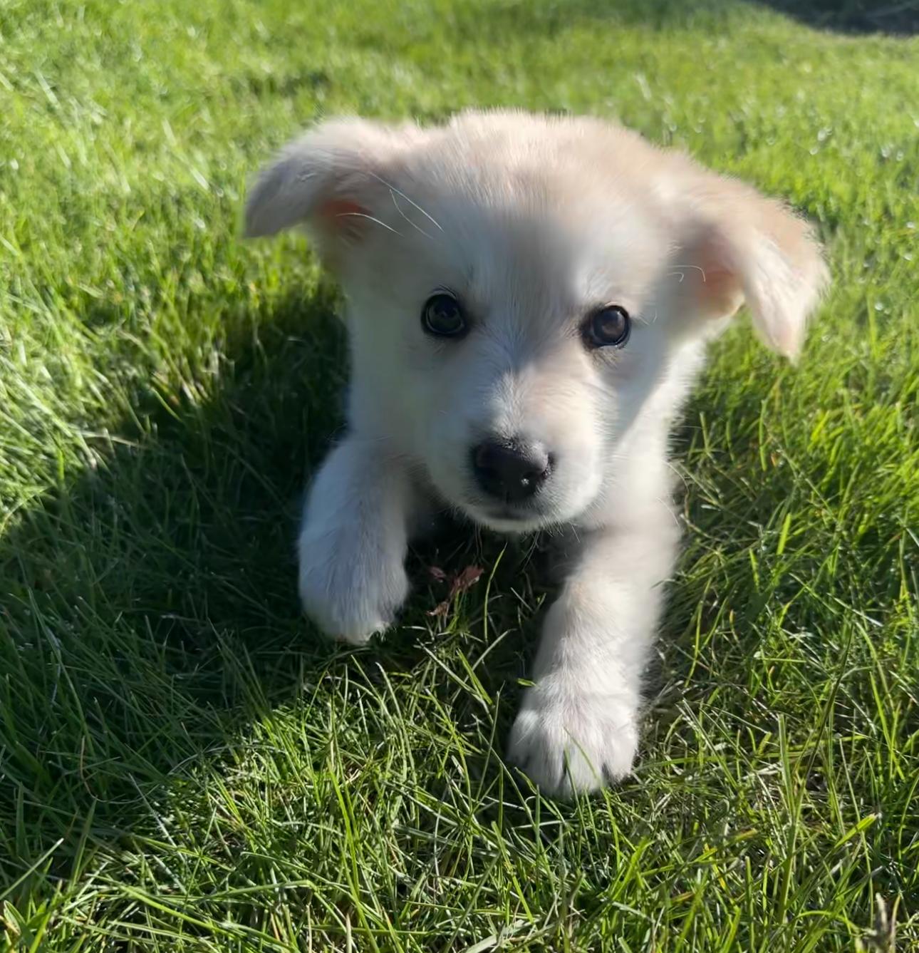 Bluegill, a Adoptable mixed breed in Hillside, IL image 3/3