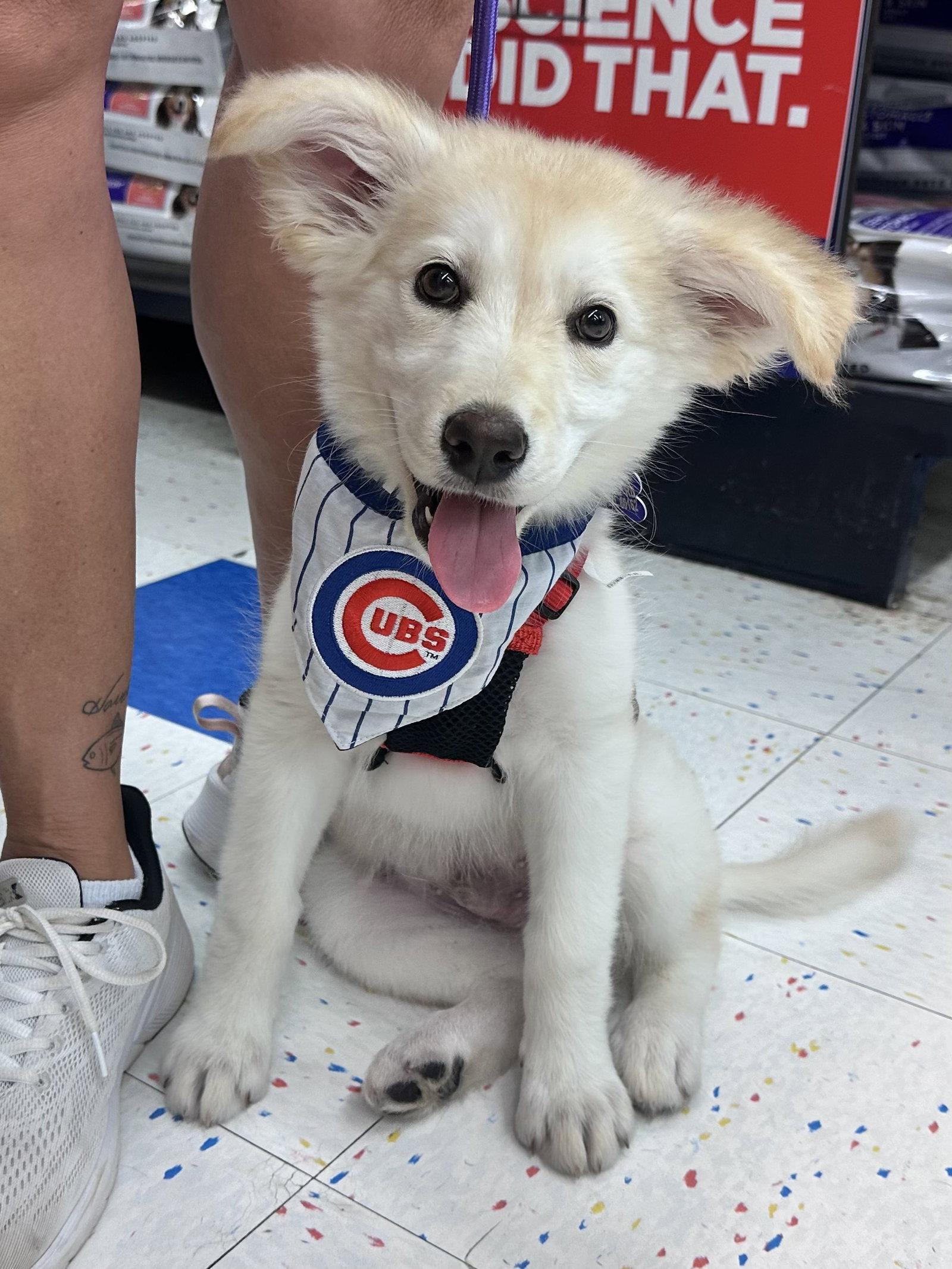Bluegill, a Adoptable mixed breed in Hillside, IL image 3/3