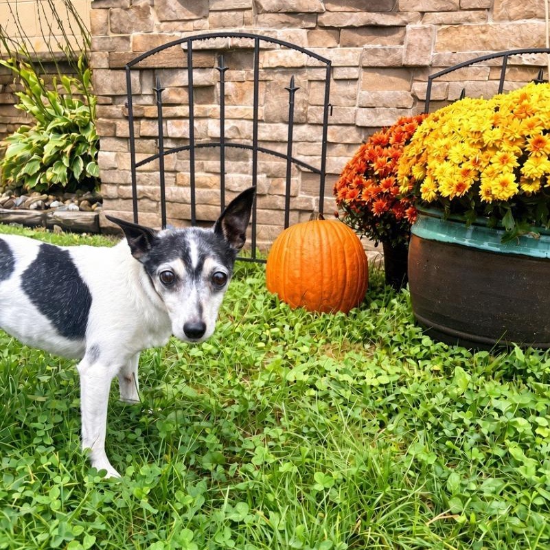 Enlarge Taco, a Adoptable mixed breed in Medina, OH image 1/2