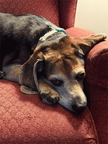 Enlarge Sebastian, a ADOPTABLE Beagle in West Decatur, PA image 2/6