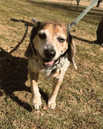 Enlarge Sebastian, a ADOPTABLE Beagle in West Decatur, PA image 6/6