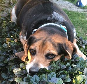 Enlarge Sebastian, a ADOPTABLE Beagle in West Decatur, PA image 5/6