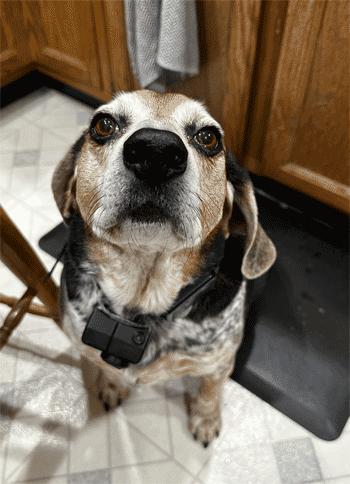 Enlarge Sebastian, a ADOPTABLE Beagle in West Decatur, PA image 4/6