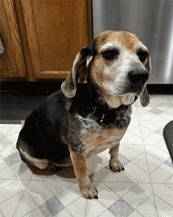 Enlarge Sebastian, a ADOPTABLE Beagle in West Decatur, PA image 1/6