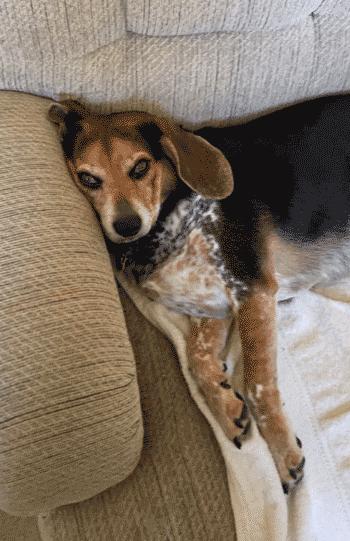 Enlarge Sebastian, a ADOPTABLE Beagle in West Decatur, PA image 3/6