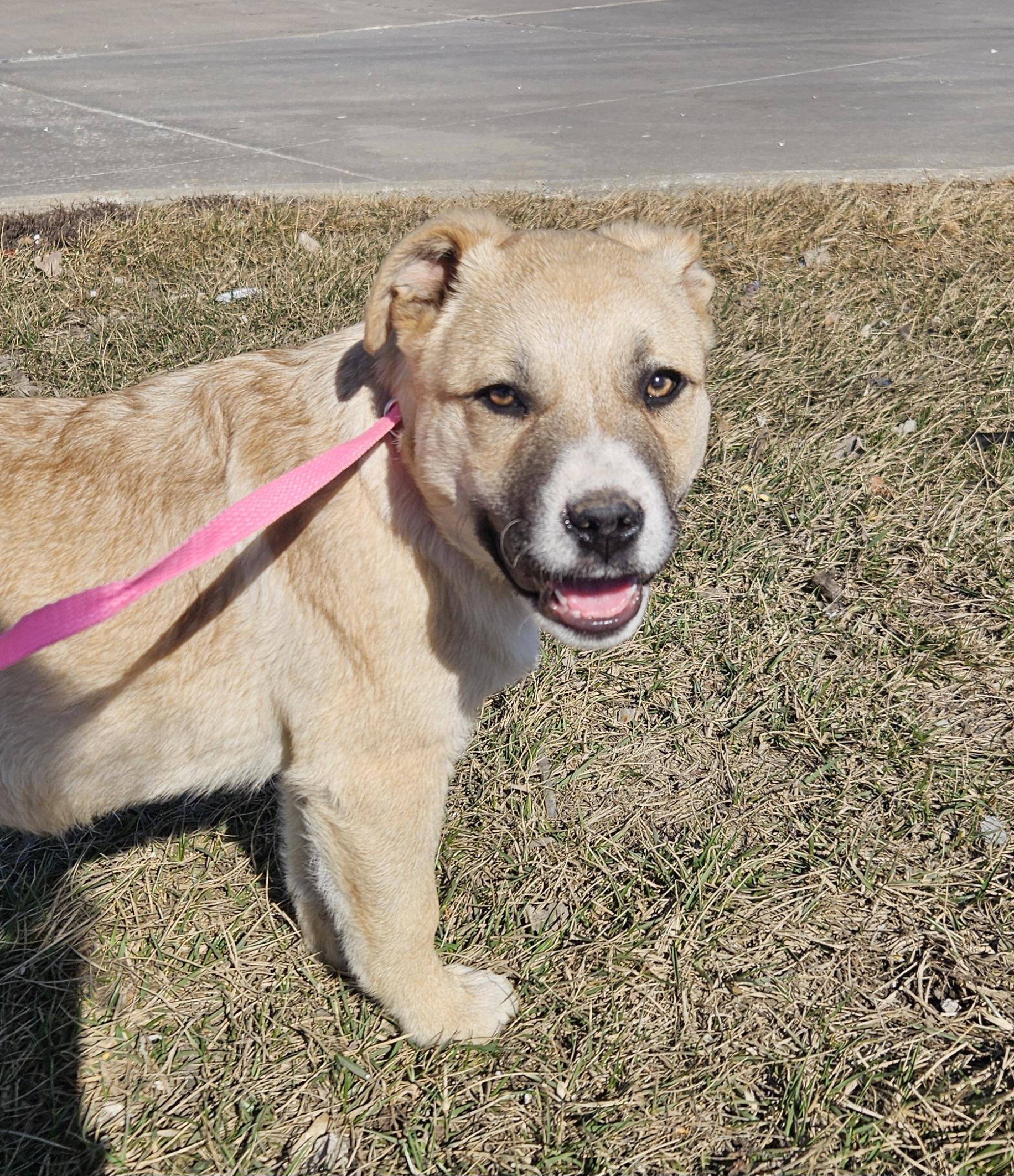 Clara, Adoptable, Young Female Great Pyrenees & Siberian Husky.