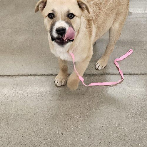 Clara, Adoptable, Young Female Great Pyrenees & Siberian Husky.