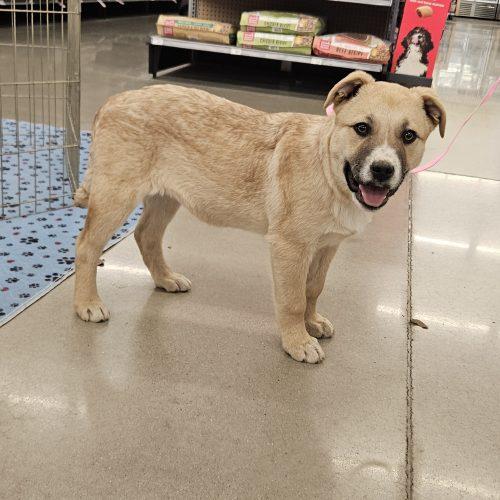 Enlarge Clara, a Adoptable mixed breed in Kirksville, MO image 2/3