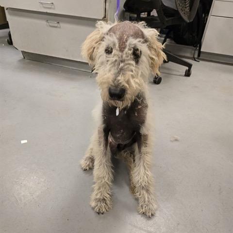 Marley, Adoptable, Puppy Male Standard Poodle.