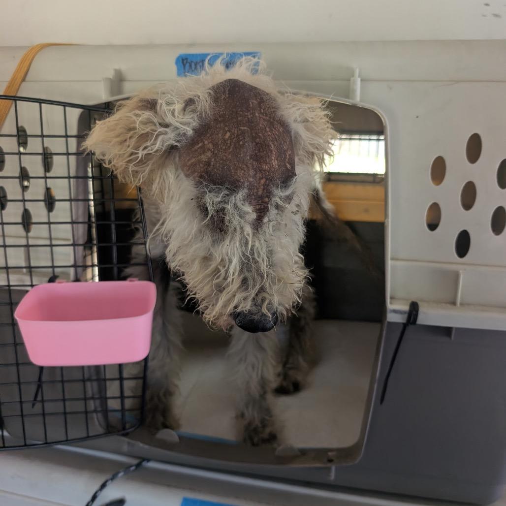 Marley, a Adoptable Standard Poodle in Lakehead, CA image 2/2