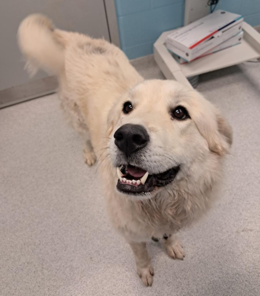 Enlarge Nola, an adoptable mixed breed in Frankfort, KY image 2/2