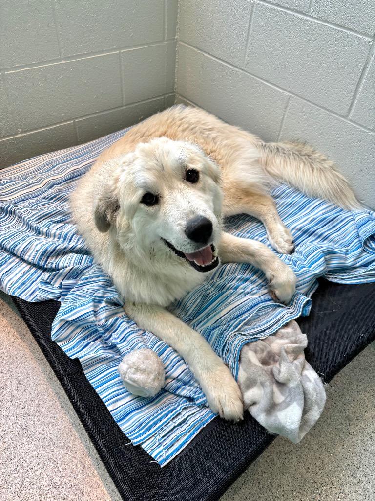 Nola, adoptable, Young Female Great Pyrenees & Mixed Breed.