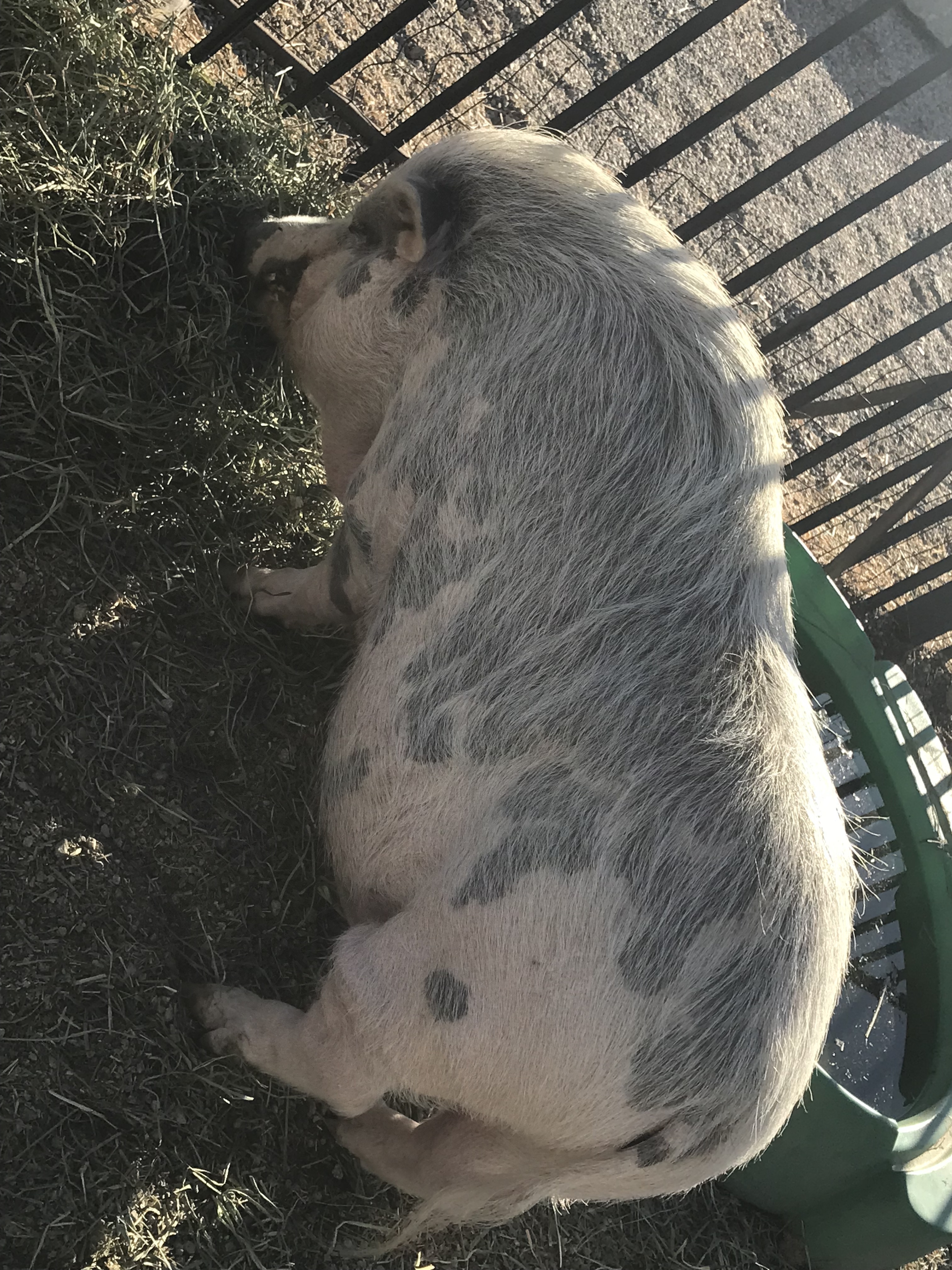 Leo, Adoptable, Senior Male Pot Bellied.