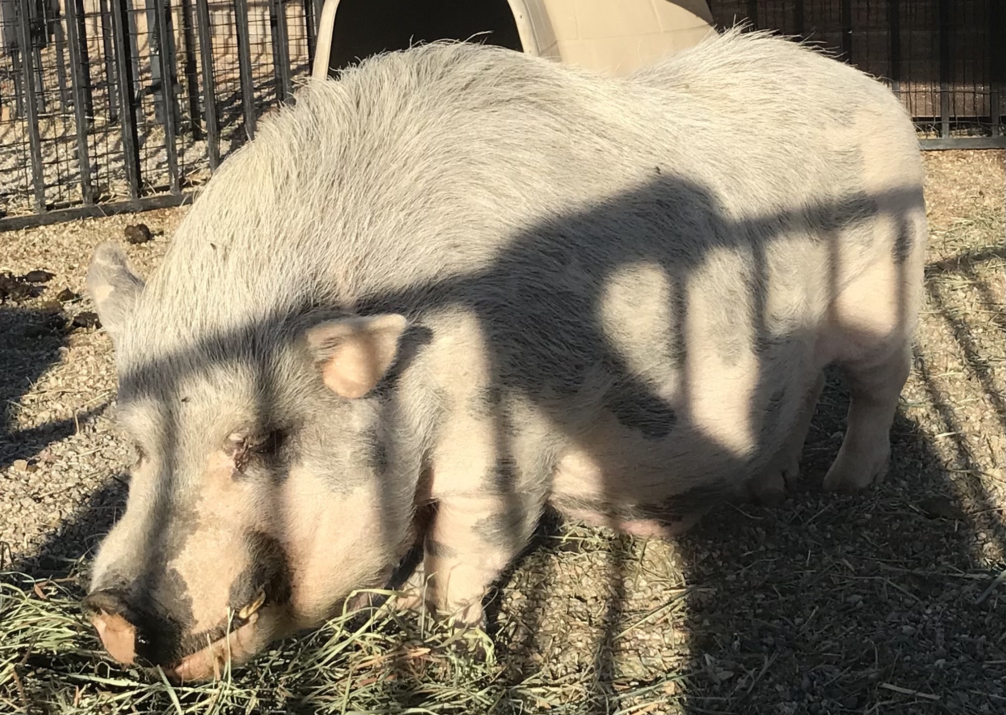 Enlarge Leo, a Adoptable Pot Bellied in Palm Desert, CA image 2/10