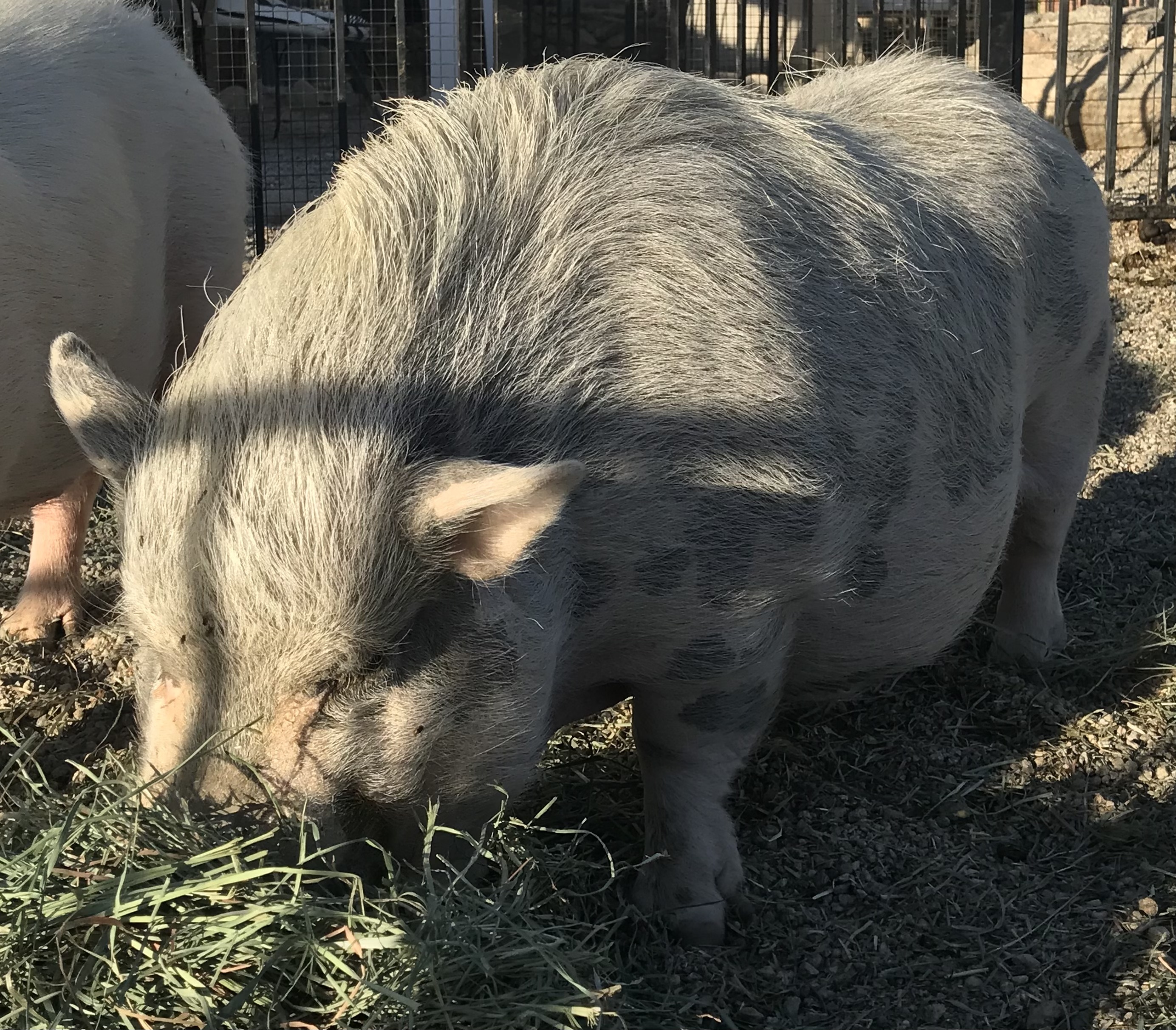 Enlarge Leo, a Adoptable Pot Bellied in Palm Desert, CA image 3/10