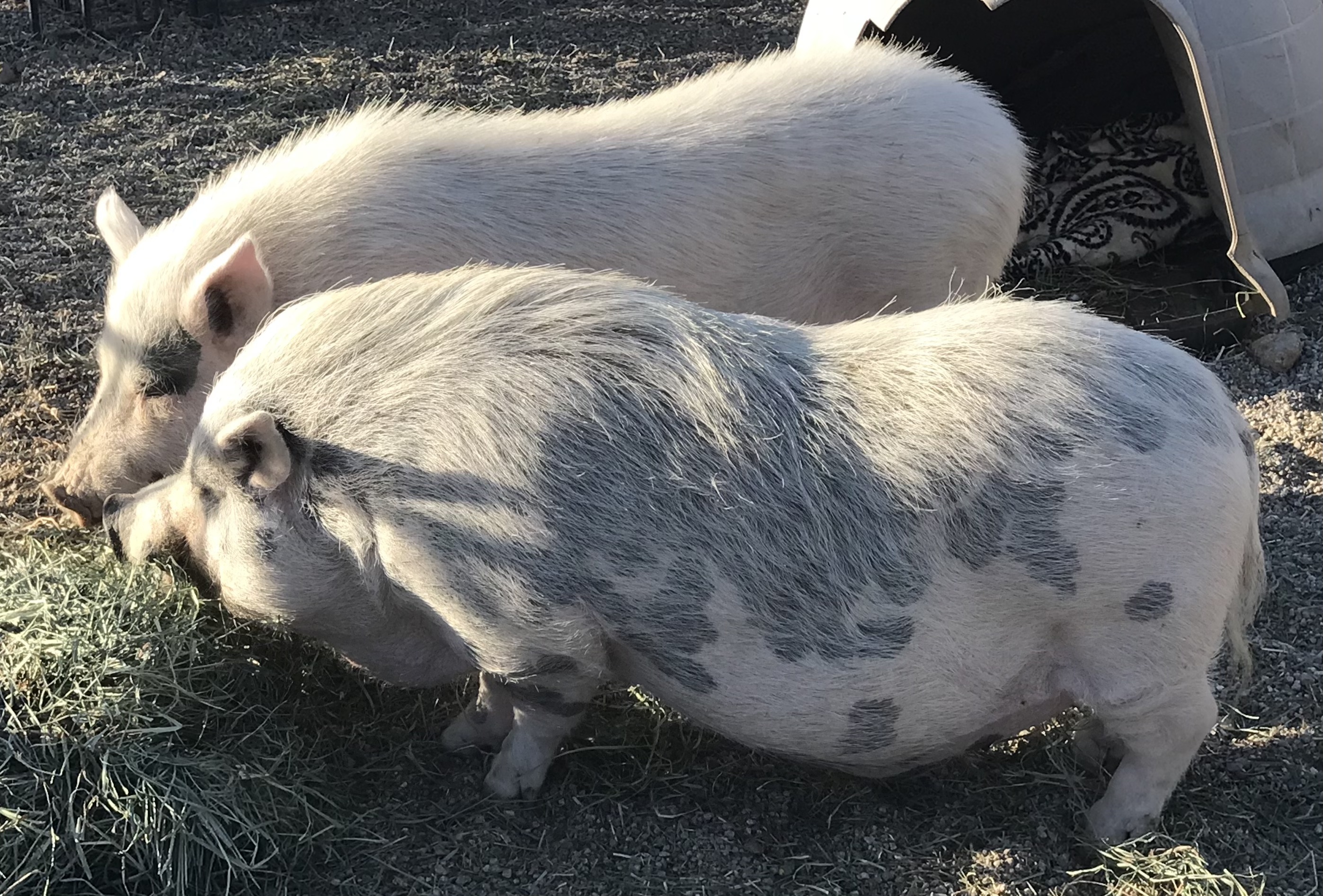 Enlarge Leo, a Adoptable Pot Bellied in Palm Desert, CA image 4/10