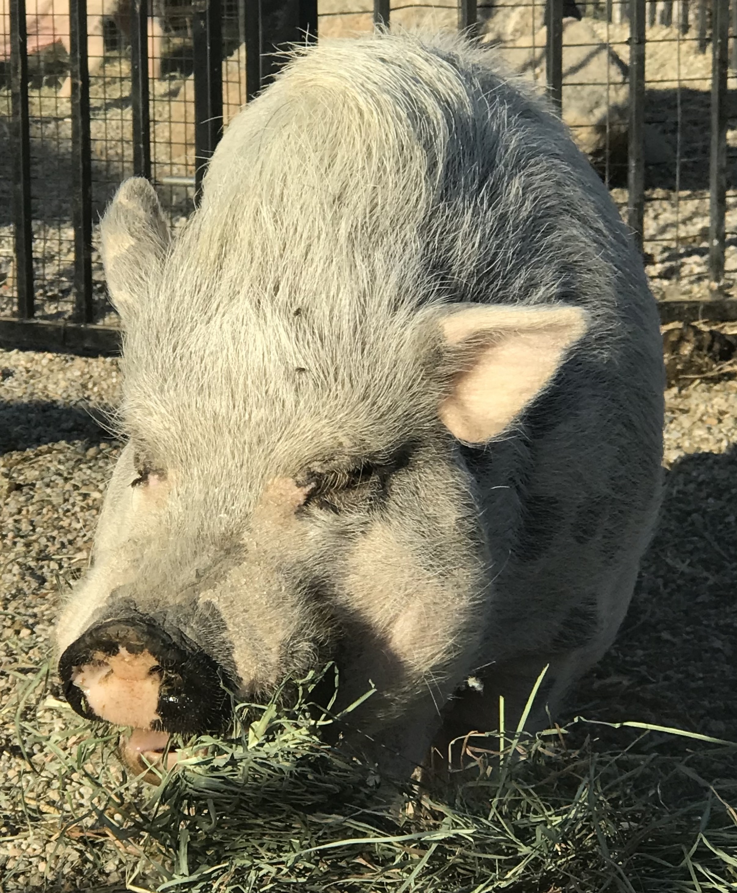 Enlarge Leo, a Adoptable Pot Bellied in Palm Desert, CA image 5/10